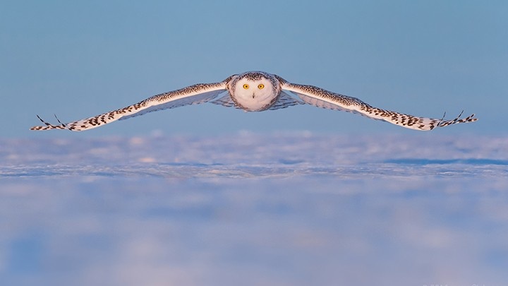 Snow owl front view