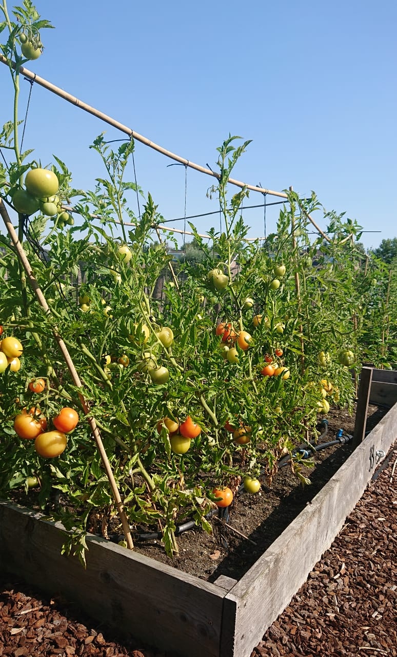 Buiten tomaten telen - bij de Buuren